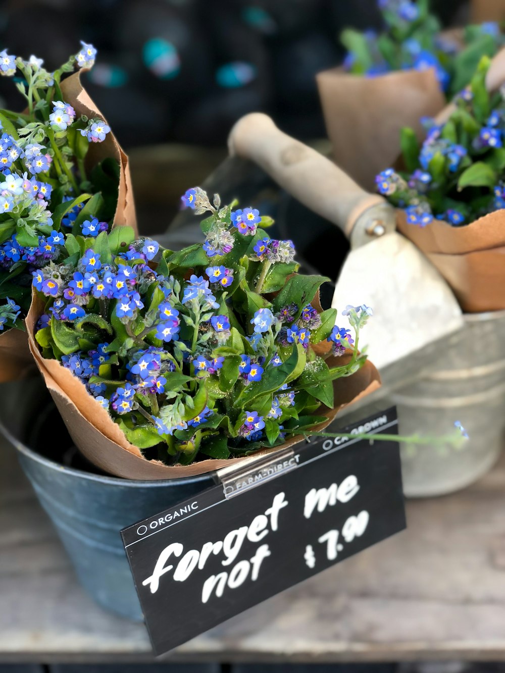 Forget me not flowers