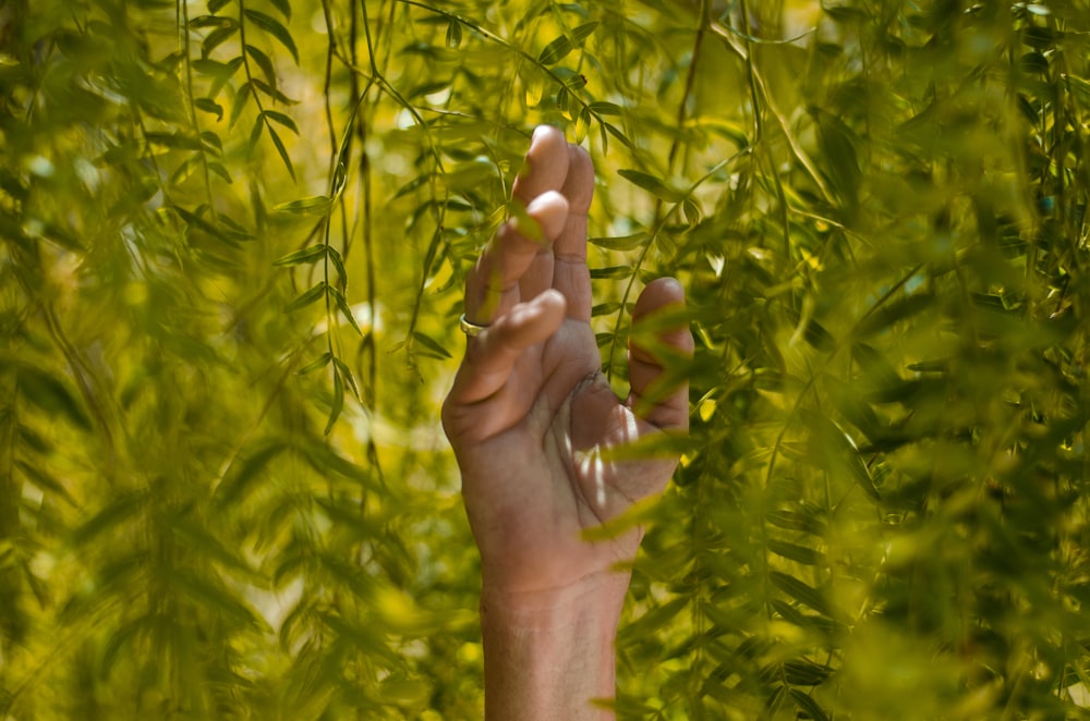 pessoa segurando plantas de folha verde