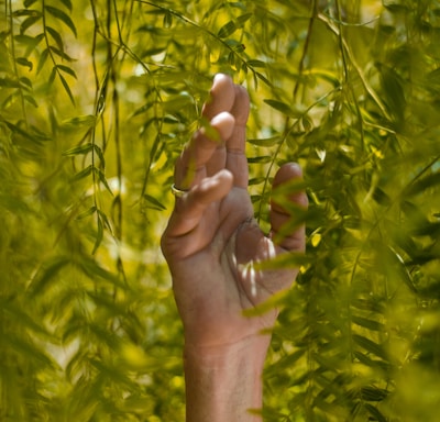 person holding green leaf plants