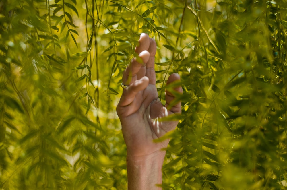 Persona che tiene piante a foglia verde