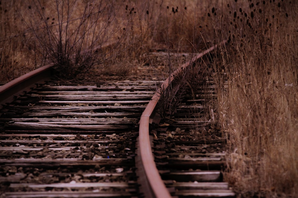 Ferrocarril rodeado de hierba