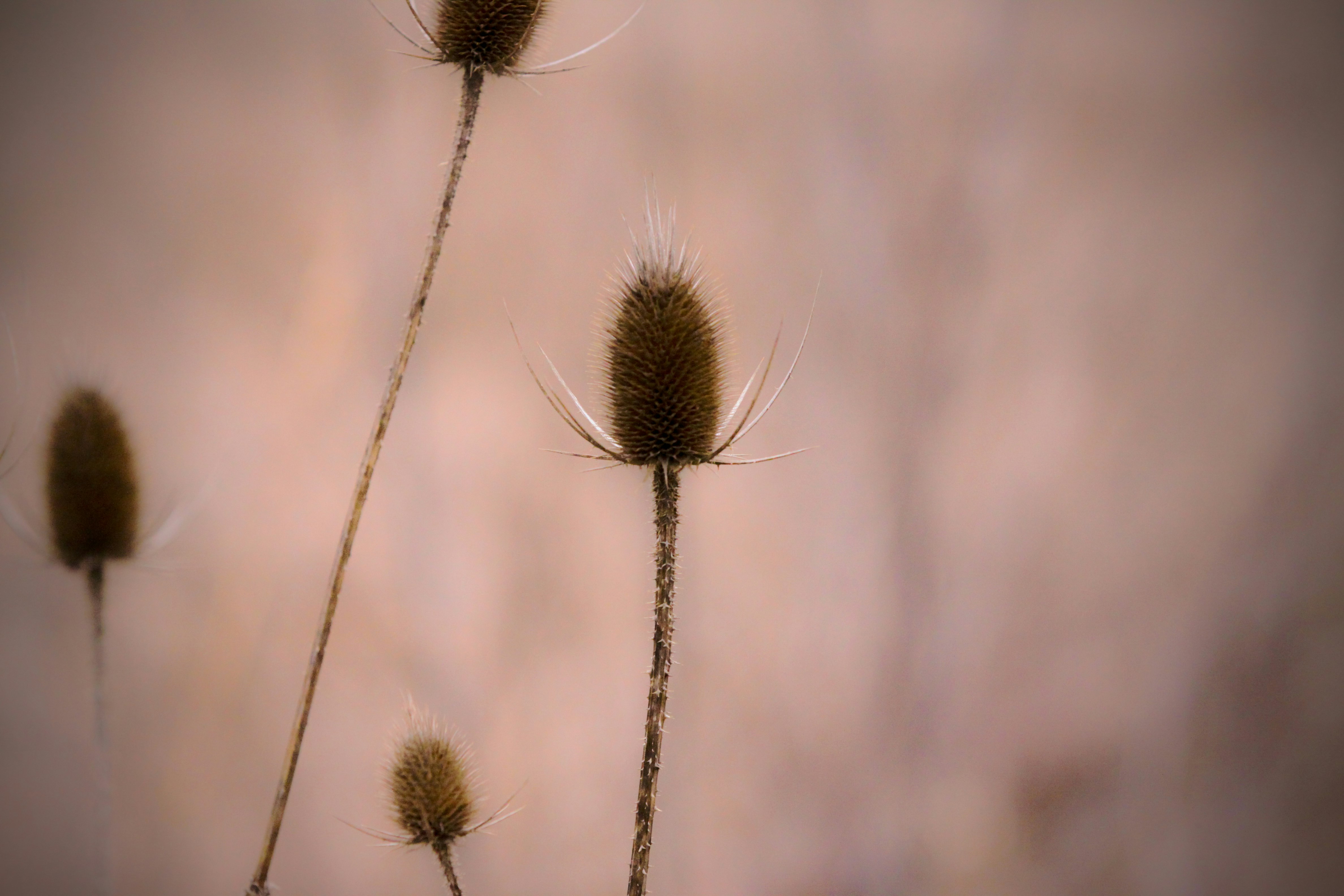 close-up photo of brown plant during daytime