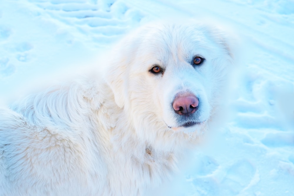 weißer Hund auf weißem Schneefeld