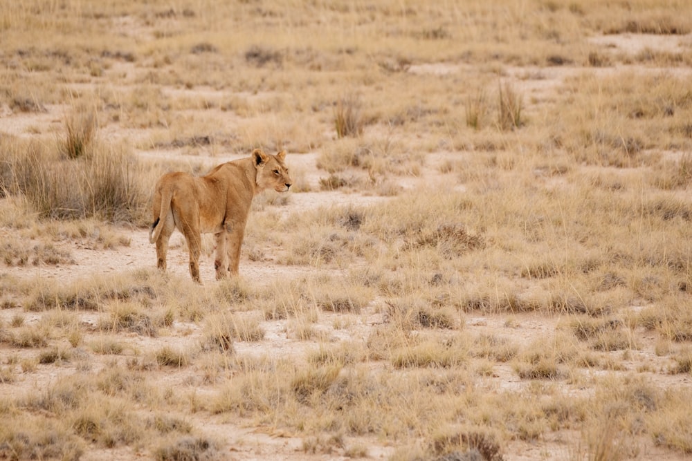 lioness at daytime