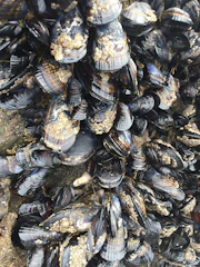 A cluster of dark, glossy mussels tightly packed together on a rock, with patches of barnacles attached to their surfaces. The mussels exhibit a mix of blues, blacks, and browns, with shiny wet textures.