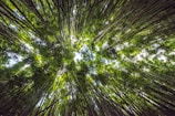 low-angle photography of trees