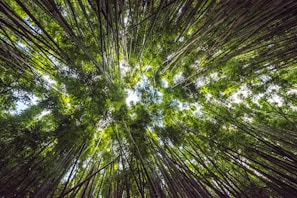 low-angle photography of trees