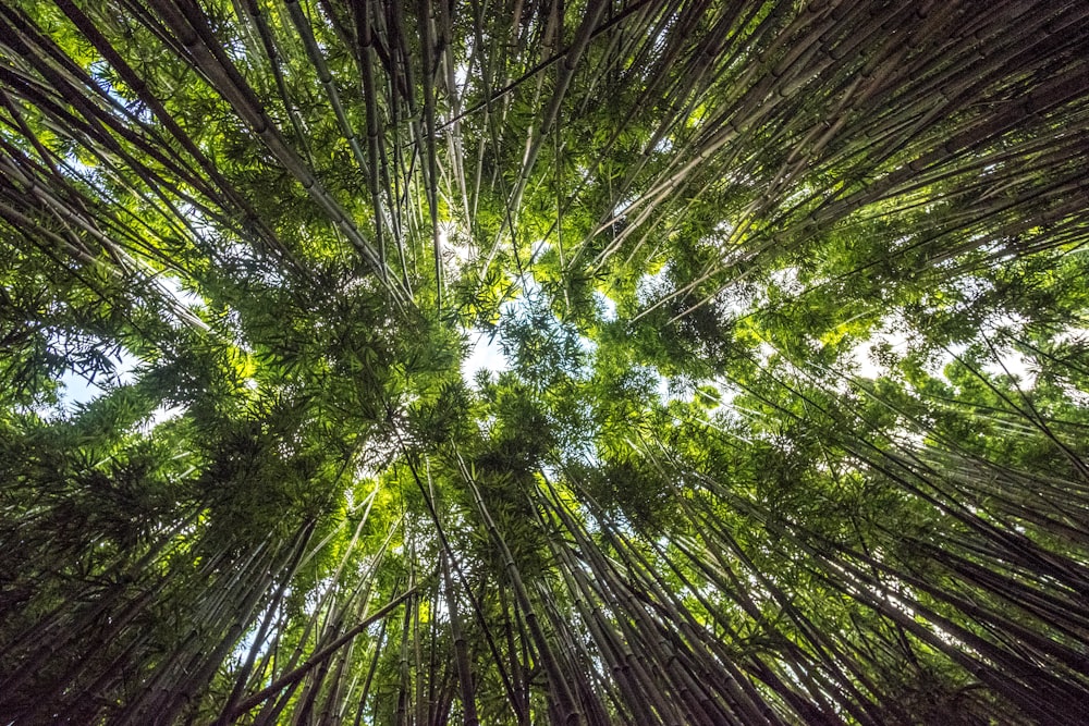 low-angle photography of trees