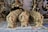 Several small intricately designed brass statues are placed on a surface covered with newspaper. The statues are mostly of Hindu deities, showcasing details such as ornate crowns and intricate carvings. The statues are arranged in rows, with larger statues in the background.
