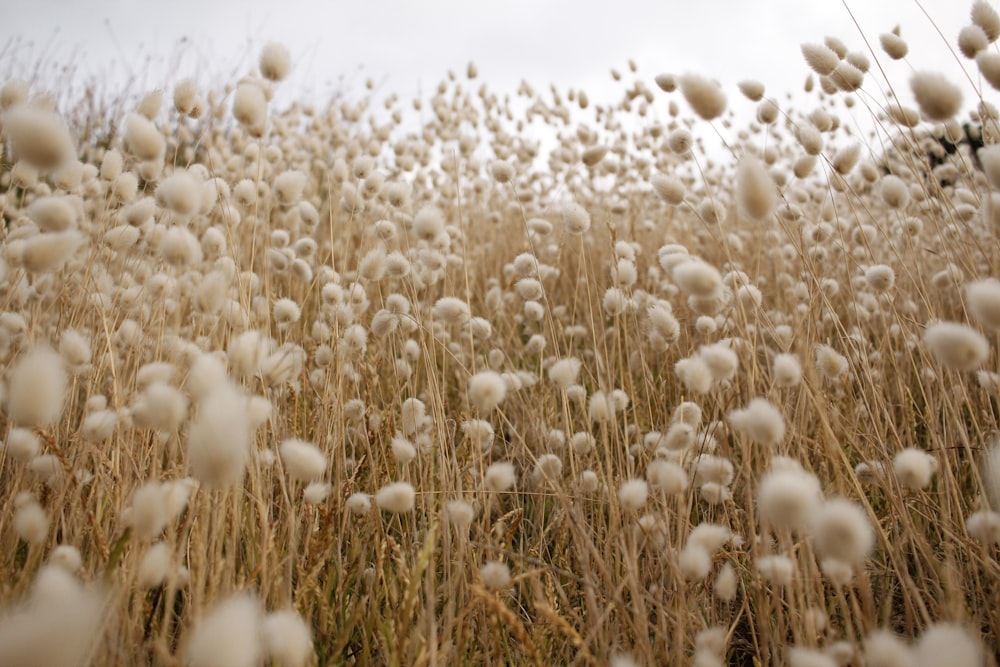 brown plant field