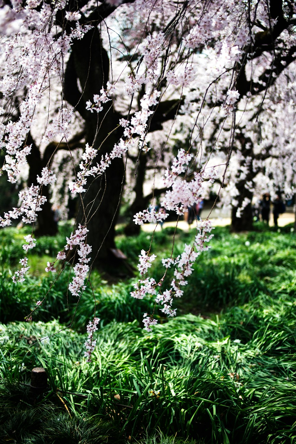 cherry blossom tree in bloom