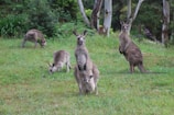 A family of kangaroos grazing peacefully in an open grassy field at dusk.