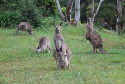 A family of kangaroos grazing peacefully in an open grassy field at dusk.