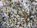 A dense cluster of mussels attached to a rocky surface, interspersed with patches of seaweed and small barnacles. The shells display various shades of blue and black, with iridescent highlights. Some seaweed is entangled among the mussels, adding green and brown hues to the scene.