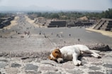 A dog is peacefully napping on a stone surface in the foreground. In the background, a large archaeological site stretches into the distance, featuring ancient stone structures and a pathway with several visitors walking around. The landscape is vast and stretches to the horizon, with mountains faintly visible in the distance.