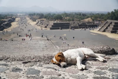 A dog is peacefully napping on a stone surface in the foreground. In the background, a large archaeological site stretches into the distance, featuring ancient stone structures and a pathway with several visitors walking around. The landscape is vast and stretches to the horizon, with mountains faintly visible in the distance.