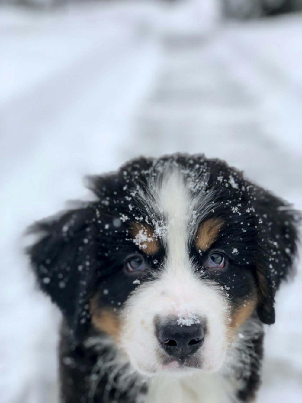 selective focus photography of short-coated black and white puppy