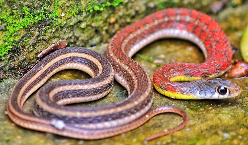 Fotografia a fuoco selettiva del serpente rosso