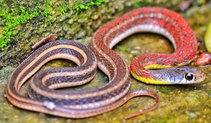 Common Garter Snake (Thamnophis sirtalis)