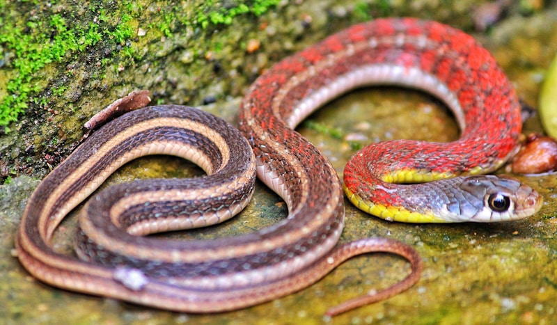 Serpents