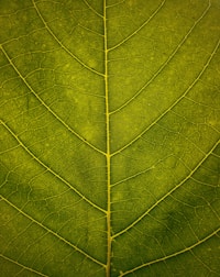 macro shot of green leaf