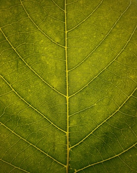macro shot of green leaf