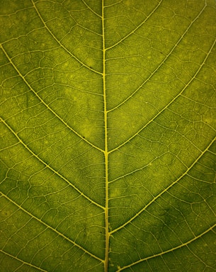 macro shot of green leaf