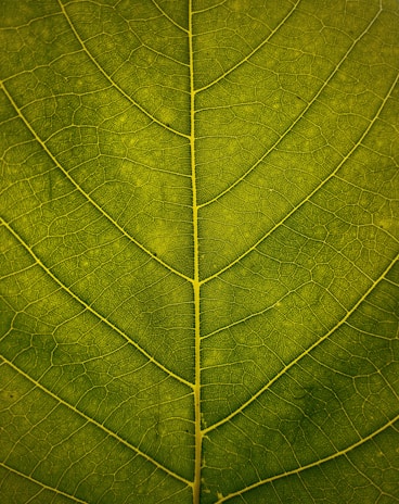 macro shot of green leaf
