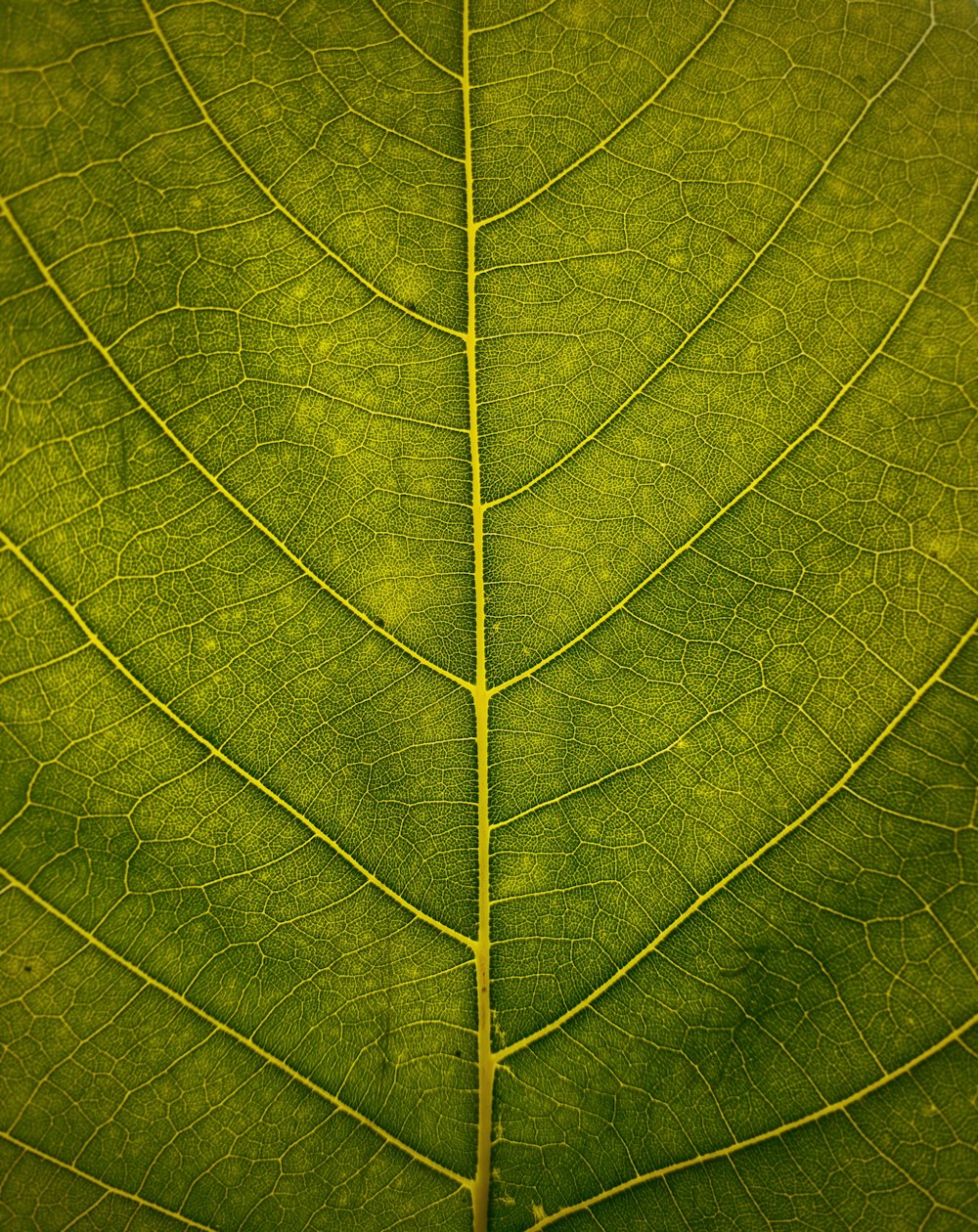Makroaufnahme eines grünen Blattes