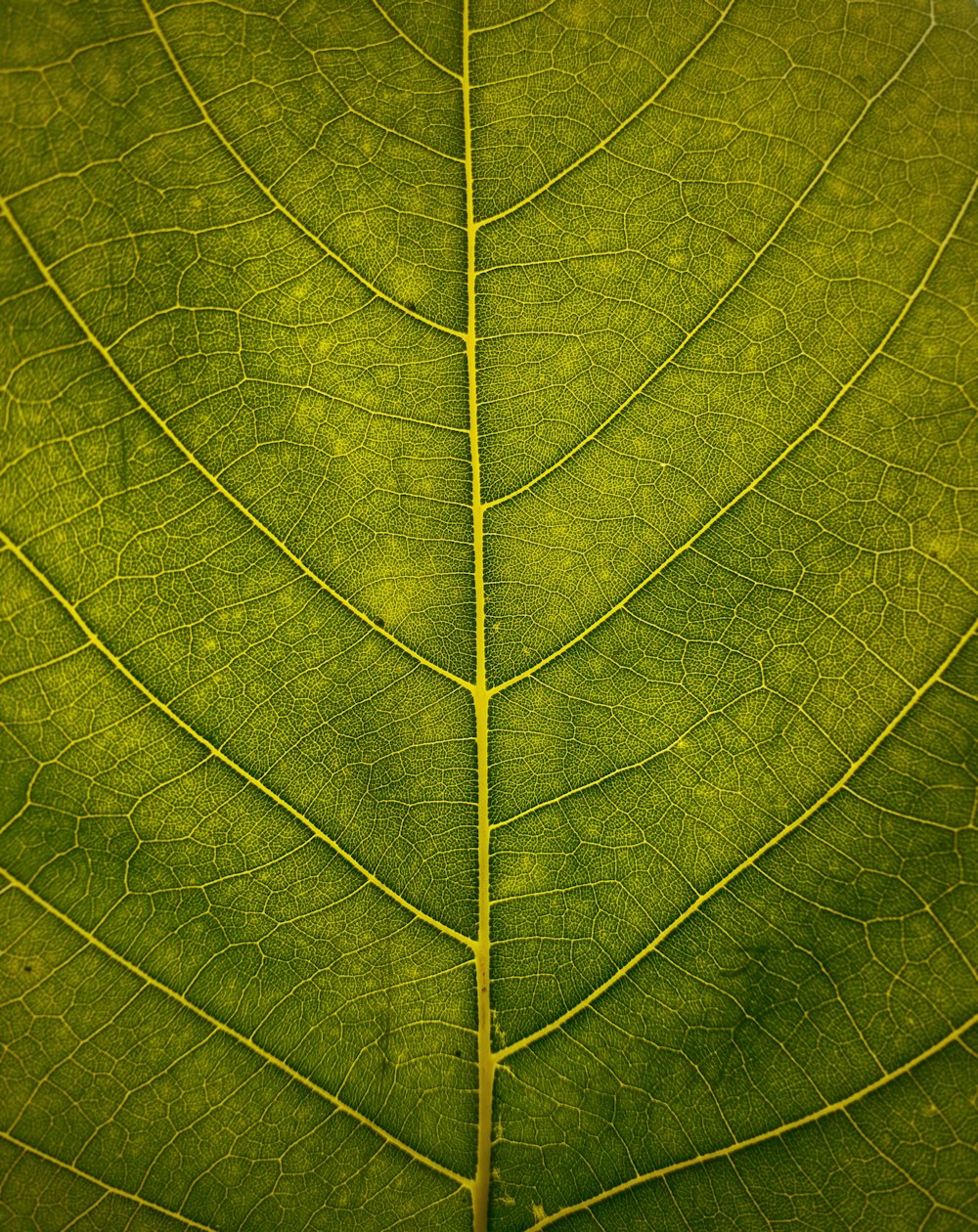 Colpo macro di foglia verde