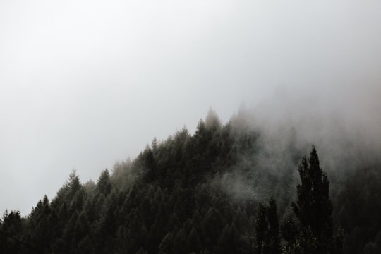 pine trees covered by clouds during daytime in Arrowtown New Zealand
