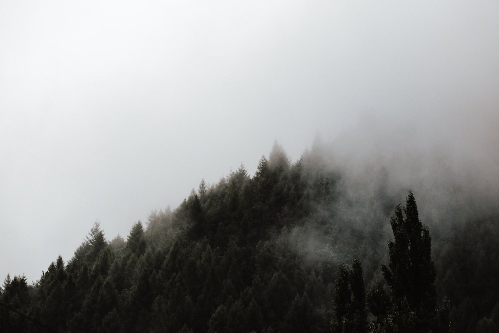 pine trees covered by clouds during daytime