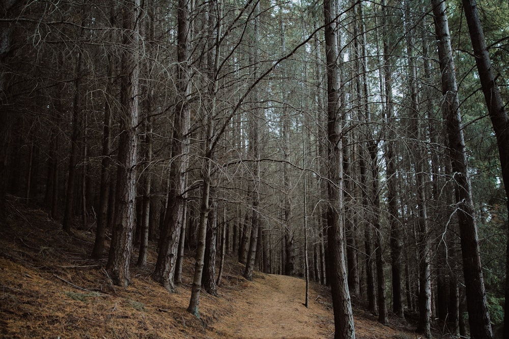 dirt road surrounded by trees