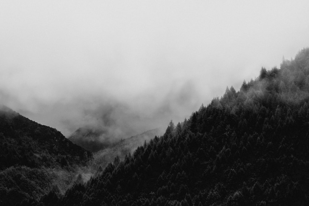 Graustufen-Landschaftsfotografie eines nebligen Waldes