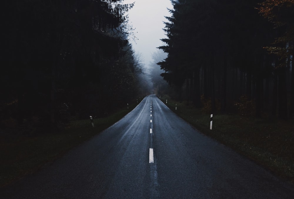 gray concrete road between trees at daytime