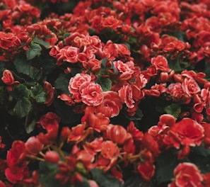 closeup photo of red petaled flower field