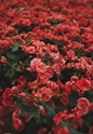 closeup photo of red petaled flower field