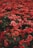 closeup photo of red petaled flower field