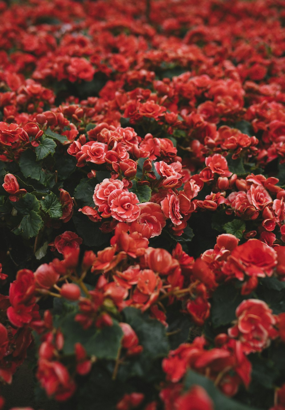 赤い花びらの花畑のクローズアップ写真