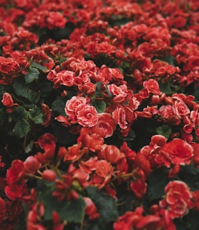 closeup photo of red petaled flower field