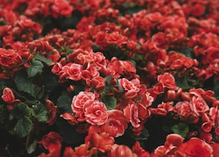 closeup photo of red petaled flower field