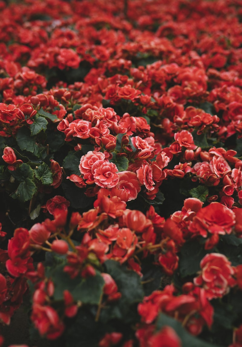 Bouquet del día
