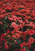 Lagos Botanics