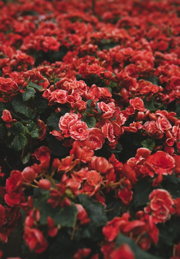 Red Roses