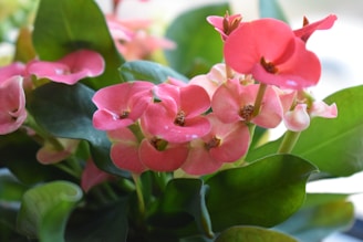 A close-up of vibrant pink and cream fresh flowers arranged elegantly against a soft natural background.