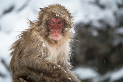 close photo of brown primate monkey zoom background