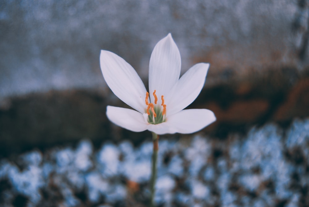 selective focus photo of white 6-petaled flower