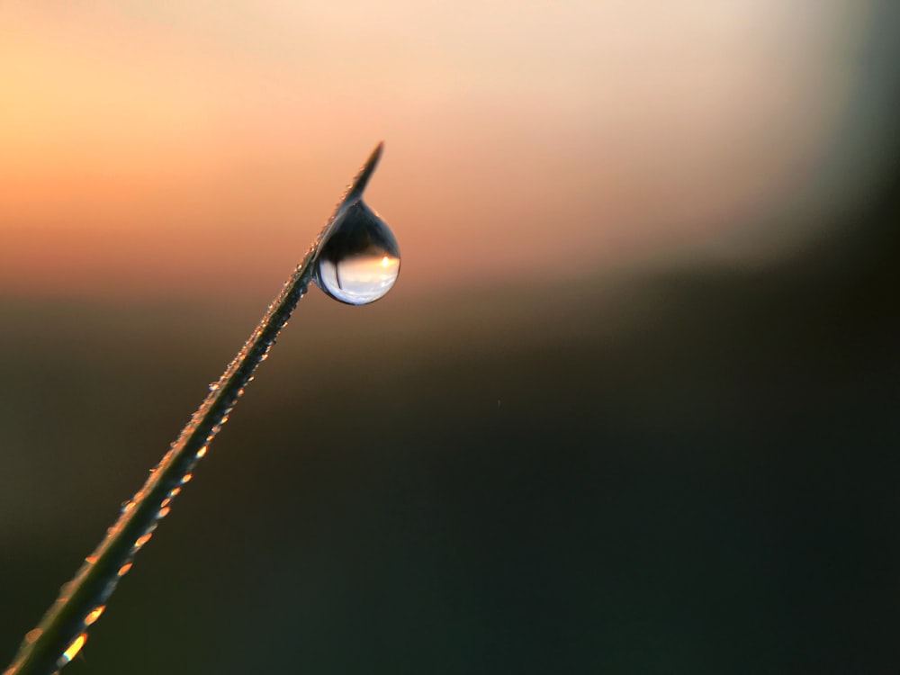 liquide clair sur la feuille