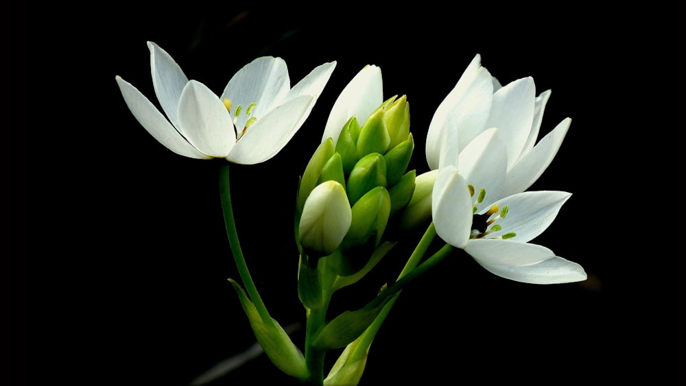 stella bianca di fiori di Betlemme fotografia ravvicinata