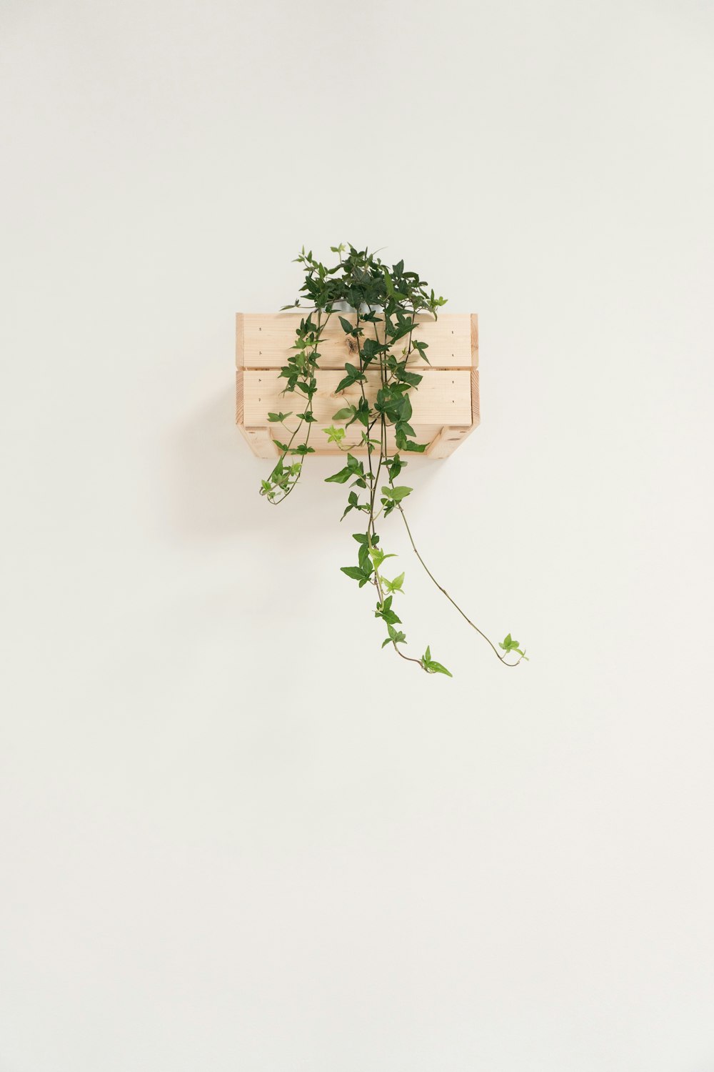 green English ivy vine with white background